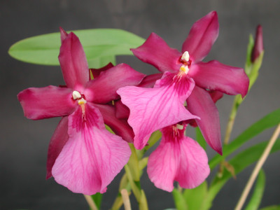 Miltonia xBluntii