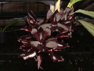 Monnierara Millenium Magic 'Witchcraft'