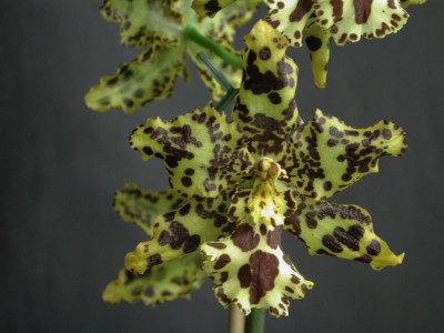 Odontocidium Hansueli Isler (1 Rsipe)