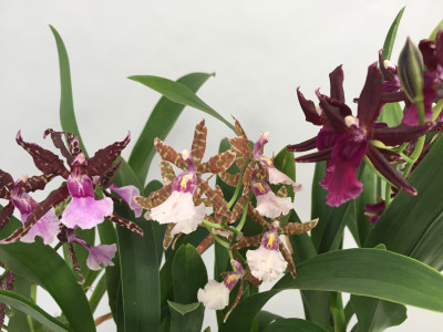 Odontoglossum rossii-Hybride