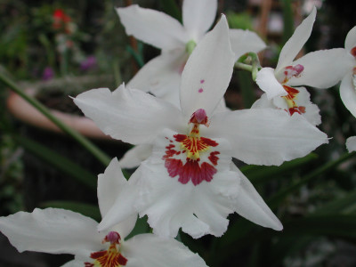 Odontonia Boussole Blanche