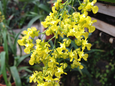 Oncidium cheirophorum (1-2 Blütenrispen)