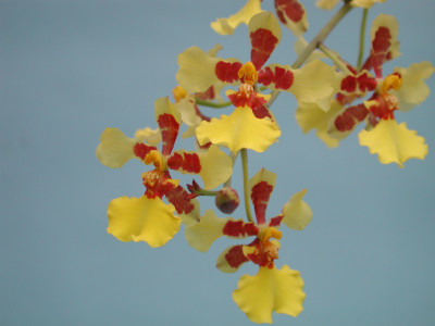 Oncidium foveatum