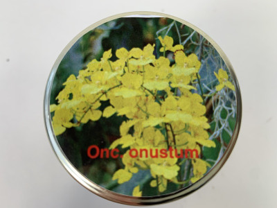 Oncidium onustum (im sterilen Glas)