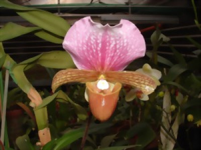 Paphiopedilum charlesworthii (1 Stiel)