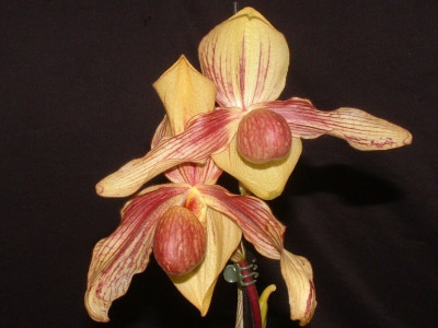 Paphiopedilum Alexej