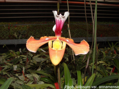 Paphiopedilum villosum 'annamense'