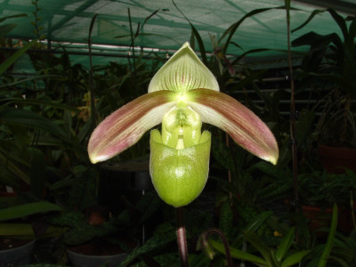 Paphiopedilum violascens (Jgpfl.)