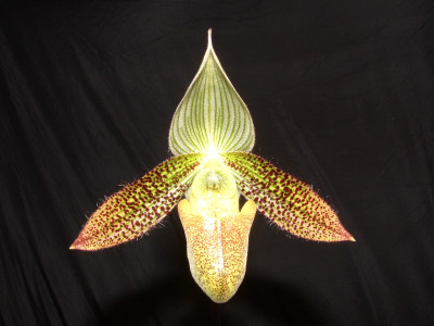 Paphiopedilum wardii 'Stormcloud'