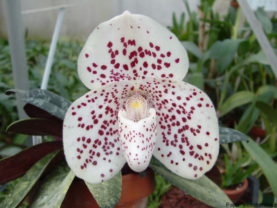 Paphiopedilum wenshanense