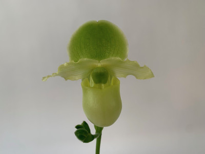 Paphiopedilum Pinocchio 'Yellow' (1 Stiel)