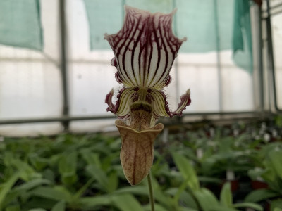 Paphiopedilum fairrieanum (Jgpfl.)