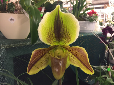 Paphiopedilum Johann-Christian Wichmann