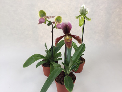 Paphiopedilum-Sortiment (3 knospige/blühende Frauenschuhe)