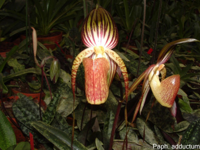 Paphiopedilum adductum