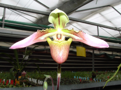 Paphiopedilum appletonianum 'amabile'