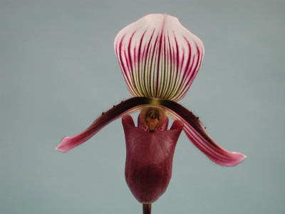 Paphiopedilum barbatum 'nigritum'