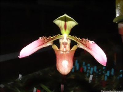 Paphiopedilum bullenianum