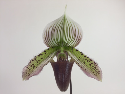 Paphiopedilum callosum 'Big' x sukhakulii 