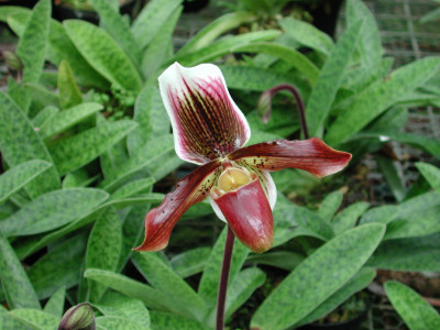 Paphiopedilum Capablanca