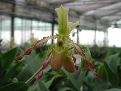 Paphiopedilum Celler Freude