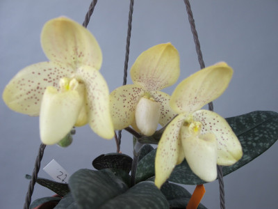 Paphiopedilum concolor (Jgpfl.)