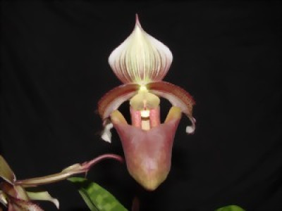 Paphiopedilum curtisii