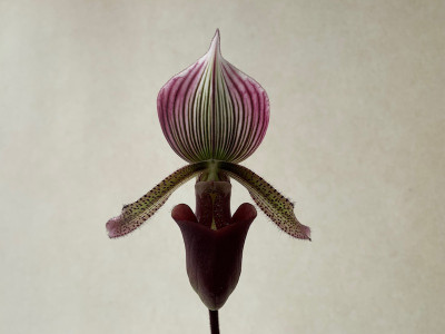 Paphiopedilum curtisii x Maudiae coloratum