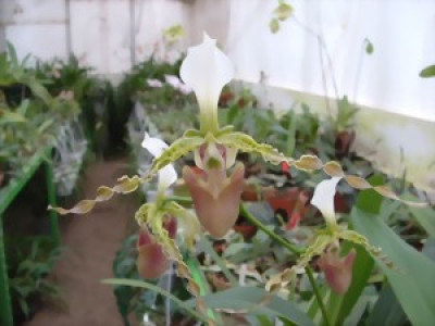 Paphiopedilum dianthum