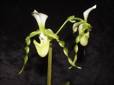 Paphiopedilum dianthum 'album'