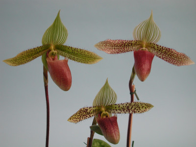 Paphiopedilum Dr. Hans-Georg Preißel (Jgpfl.)