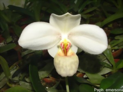 Paphiopedilum emersonii 'Kellerkind' BM/DOG