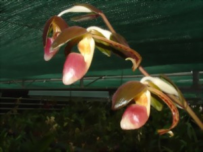 Paphiopedilum gigantifolium