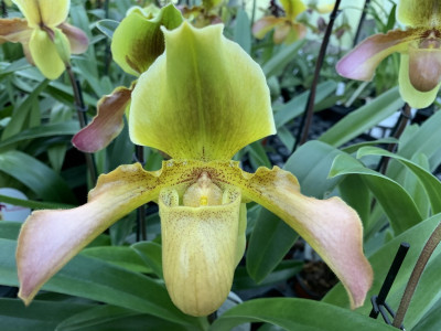 Paphiopedilum Hans Strahl x Bidborough