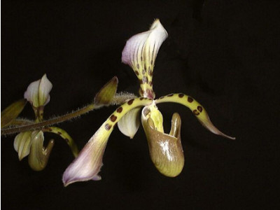 Paphiopedilum haynaldianum (Jgpfl.)