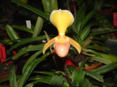 Paphiopedilum helenae