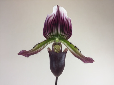 Paphiopedilum Hortense x Maudiae coloratum