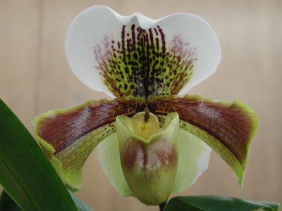 Paphiopedilum Hybride (Jungpfl.)