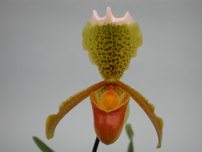 Paphiopedilum insigne