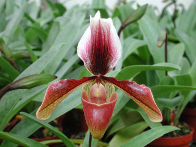 Paphiopedilum King Artur 'Alexander'