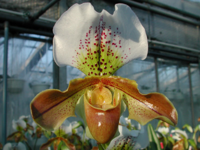 Paphiopedilum Maggie Bruges