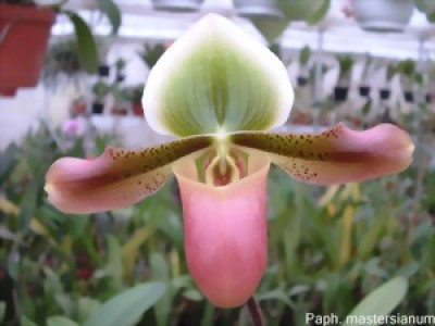 Paphiopedilum mastersianum