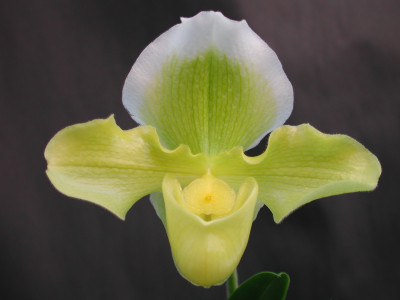 Paphiopedilum Ansum