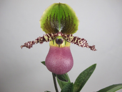 Paphiopedilum Pinocchio (1 Stiel)