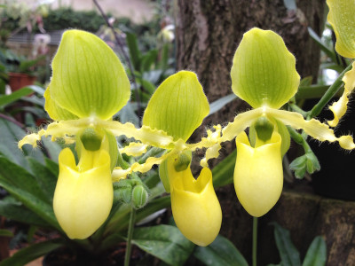 Paphiopedilum primulinum