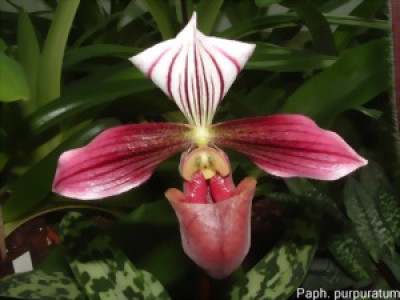 Paphiopedilum purpuratum