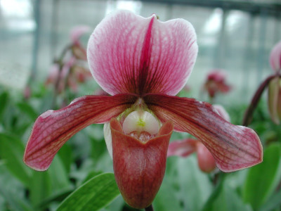 Paphiopedilum Robin Hood (Leybonense magnificum)