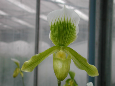 Paphiopedilum Rosettii 'Goliath'