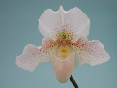 Paphiopedilum Rosy Dawn (in Knospe / Blüte)