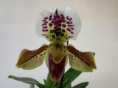 Paphiopedilum Spotted Delight